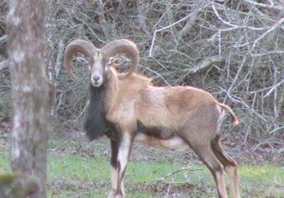 Iranian Red Sheep