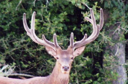 Stag Scales - Natural - 3x.63x.25 approx. — WoodWorld of Texas