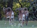 RED MOUFLON 06  3 