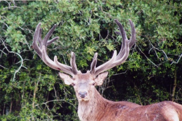 Red Stag