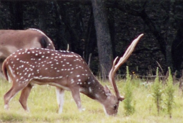 Axis Deer